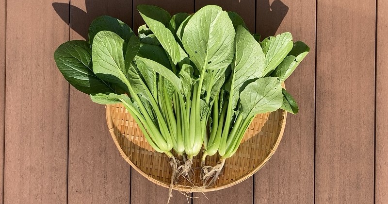 家庭菜園の作物