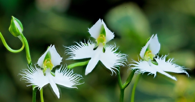 シャネル コレクション 花の名前